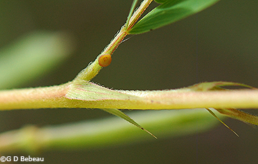 leaf gland