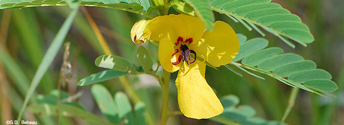 Partridge Pea