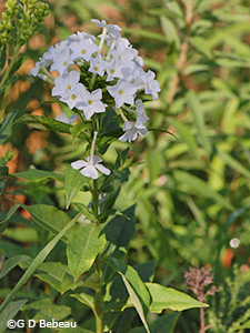 Garden Phlox