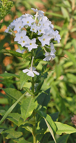 Garden Phlox