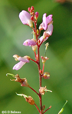 Pointed-leaf Tick-trefoil