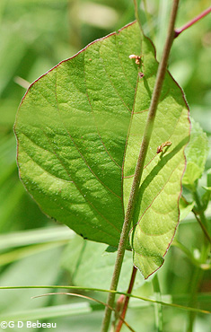 Pointed-leaf Tick-trefoil