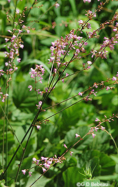 Pointed-leaf Tick-trefoil