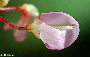 flower close-up