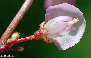 flower close-up