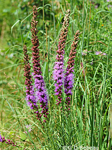 Prairie Blazing Star