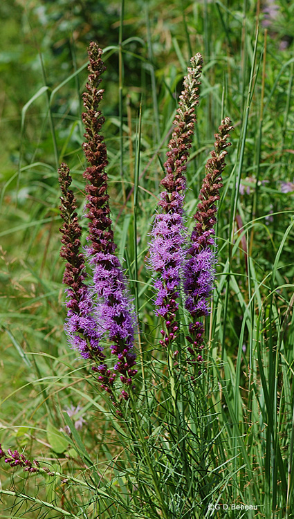 Prairie Blazing Star