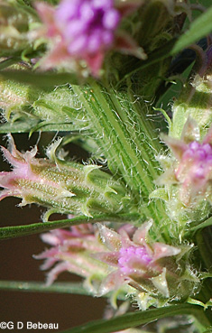 Prairie Blazing Star bracts