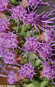 Prairie Blazing Star flowers