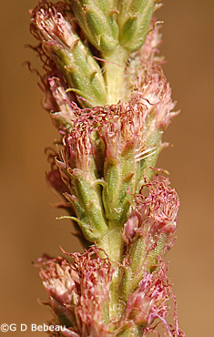 Prairie Blazing Star seed heads