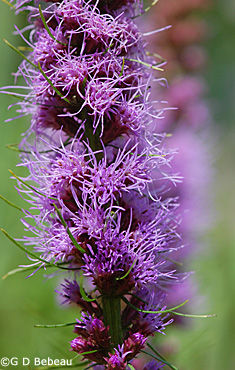 Prairie Blazing Star flowers