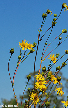 Prairie Dock in the upland
