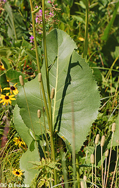 Prairie dock Leaf