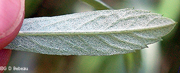 leaf underside