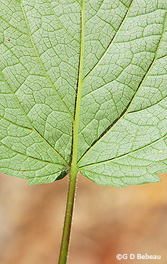 leaf underside