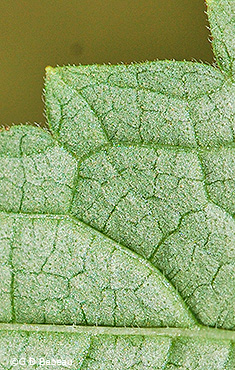 leaf underside