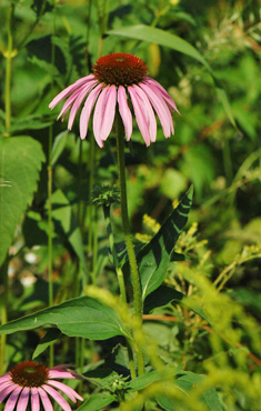 Purple Coneflower