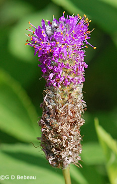 Purple Prairie Clover