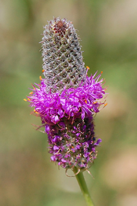Purple Prairie Clover