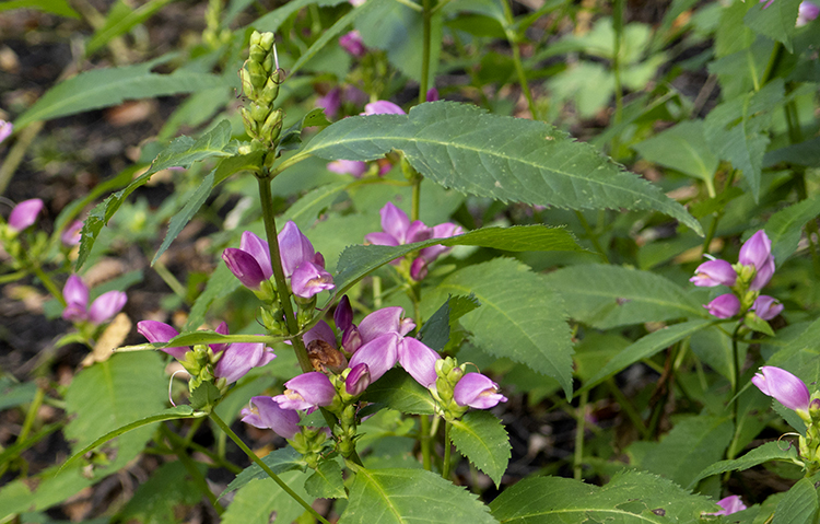 red turtlehead group