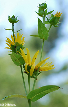 Rosinweed