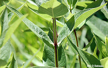 Rosinweed Leaf