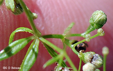 calyx