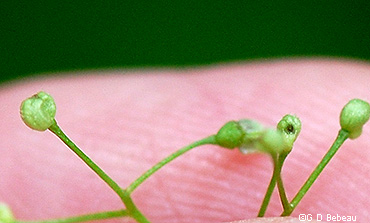 seed capsule