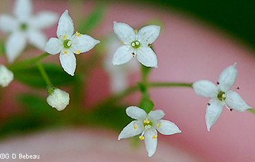 flower cluster