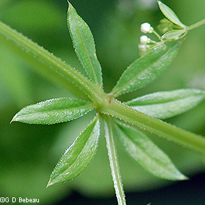 leaf whorl