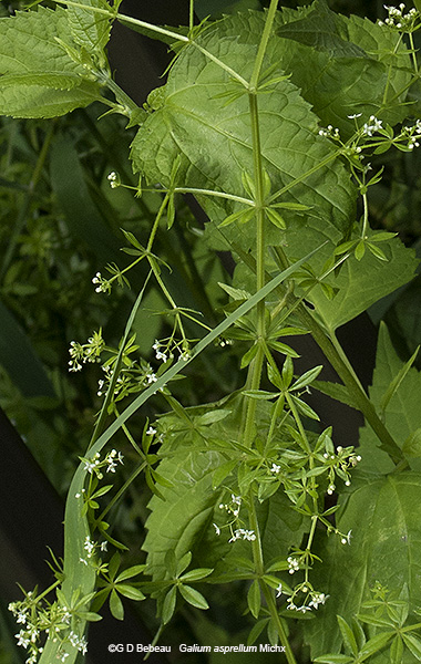 full plant