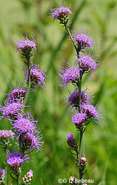 Rough Blazing Star stems