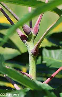 Smooth Sumac Twig