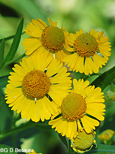 Sneezeweed