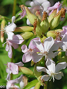 Soapwort