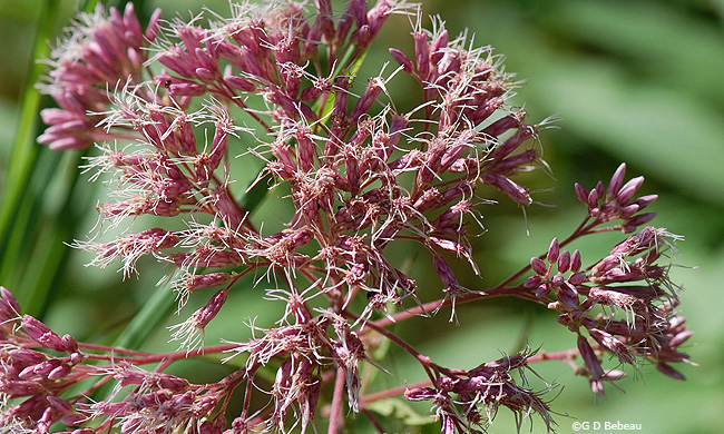 Flower heads