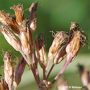 Phyllaries