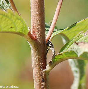 stem