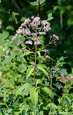 Joe-Pye Weed