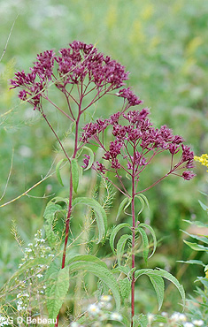 Spotted Joe-Pye Weed