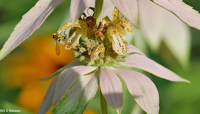Spotted beebalm flower detail