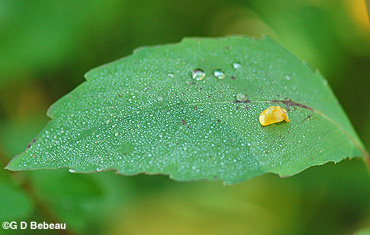 Spotted Jewelweed leaf