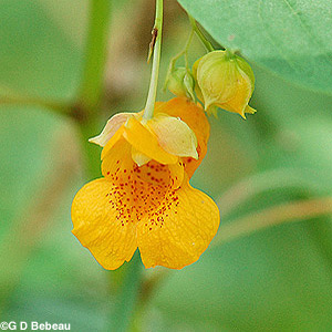 Spotted Jewelweed