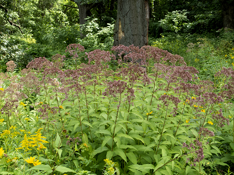Spotted Joe-pye Weed