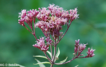 Spotted Joe-Pye Weed Flower