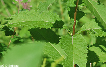 Spotted Joe-Pye Weed