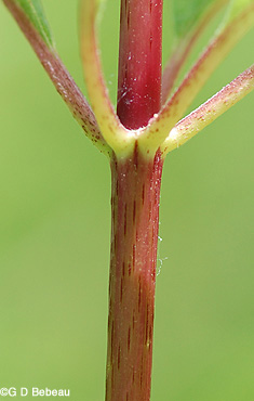 Spotted Joe-Pye Weed