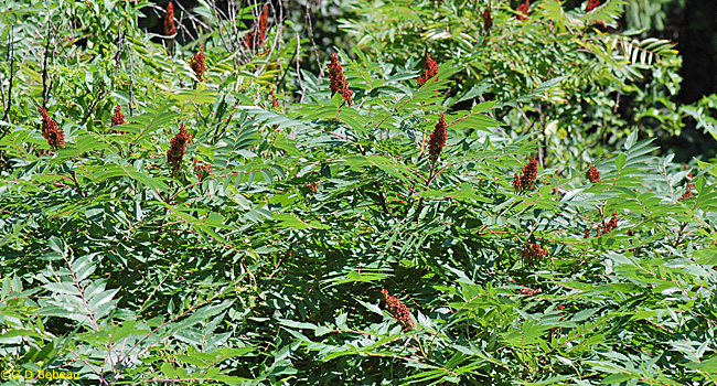 Staghorn sumac grouping