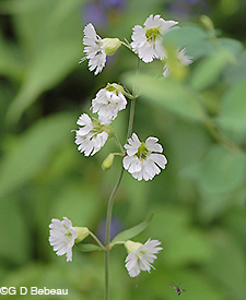 Starry Campion