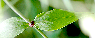 Pair of opposite leaves